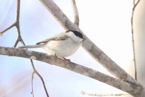 ハシブトガラ2025年2月15日