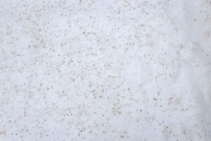 マヒワがシラカンバの種子を食べた食べかす2025年2月2日