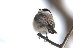 コガラ2025年2月16日1背中側