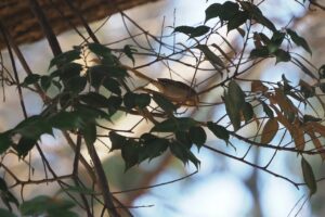 ウグイス20250209上野恩賜公園