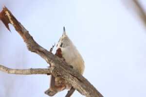 ゴジュウカラ2025年2月2日2足で頭を掻く