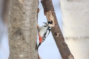 アカゲラ雄2025年2月16日
