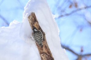 コゲラ2025年2月9日