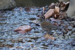 シロハラ20250209上野恩賜公園