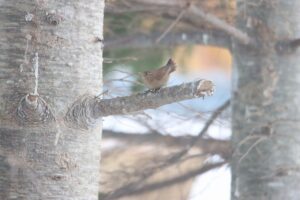 ミソサザイ2025年2月16日