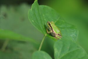 ヒガシニホンアマガエル2025年2月24日1