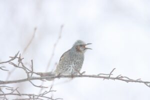 ヒヨドリ2025年2月24日