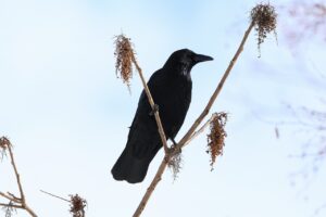 ハシボソガラス2025年2月24日