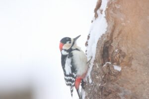 アカゲラ雄2025年2月24日