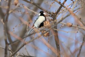 シジュウカラ雄2025年2月16日