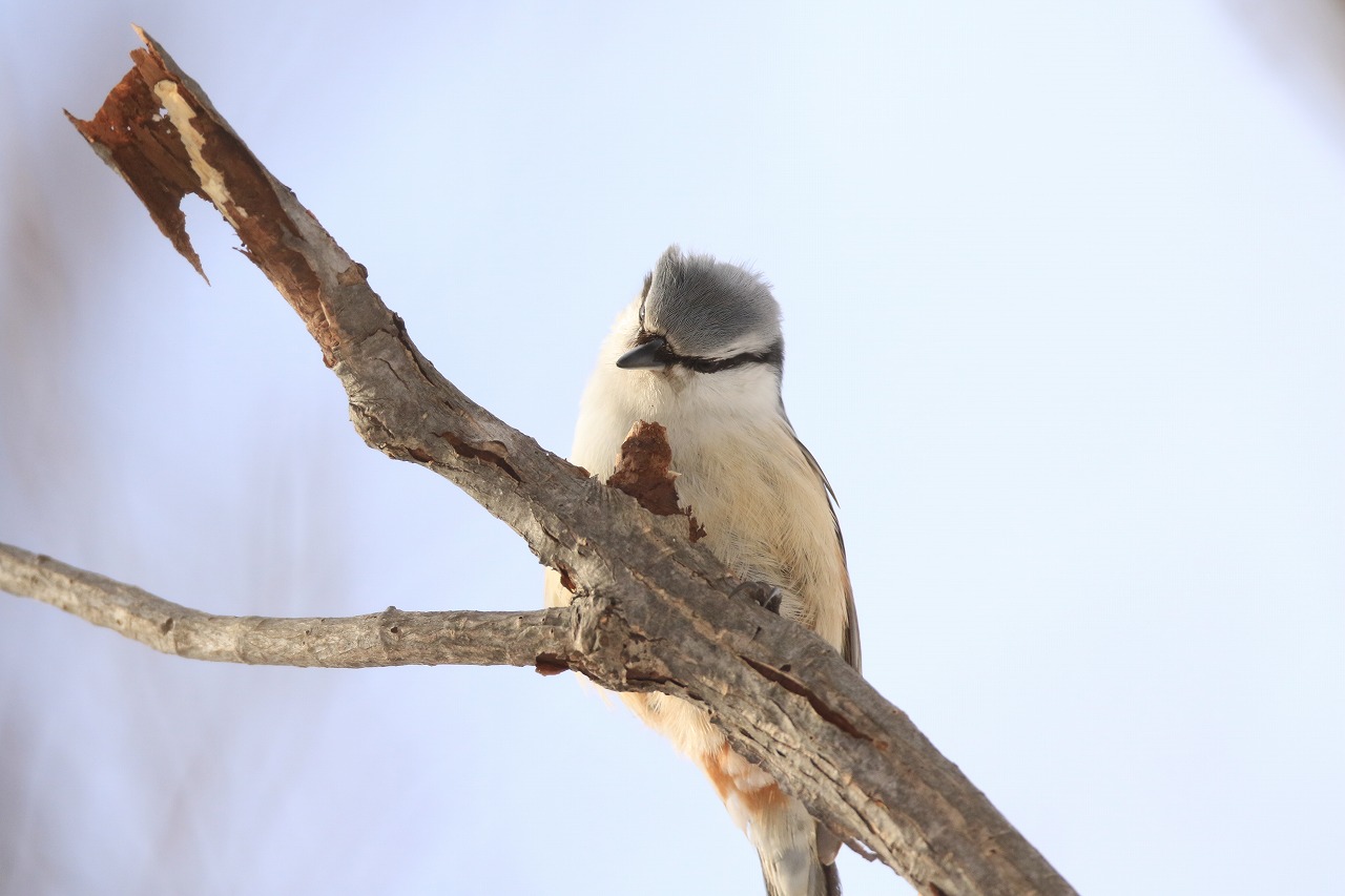 旭山記念公園野鳥情報2025年2月2日（日曜日） – 旭山記念公園