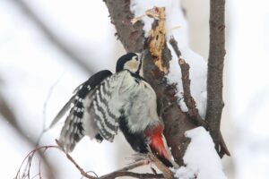 アカゲラ雌2025年2月2日