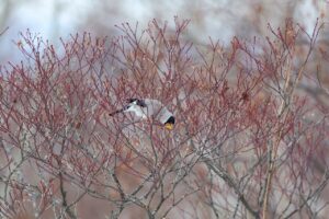 イカル2025年2月9日2ハウチワカエデの種子を食べる