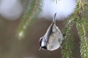 ヒガラ2025年2月15日