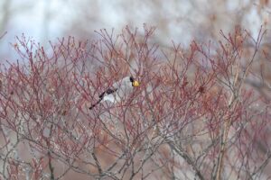 イカル2025年2月9日1ハウチワカエデの種子を食べる