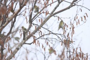 マヒワ2025年2月16日
