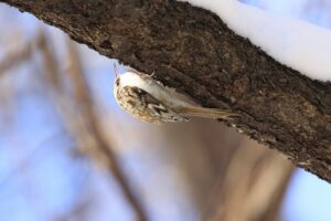 キバシリ2025年2月9日