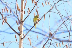 マヒワ2025年2月24日