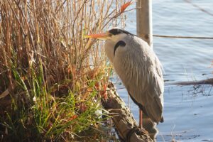 アオサギ2025年2月2日