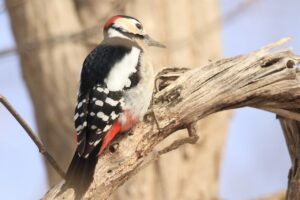 アカゲラ2025年2月1日雄