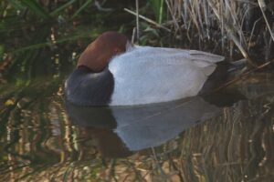 ホシハジロ雄2025年2月2日