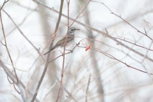 ツグミ2025年2月24日