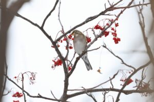 シロハラ2025年2月16日