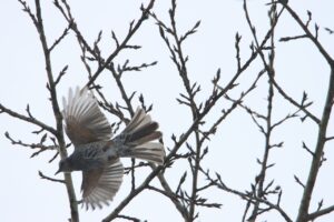 ヒヨドリ2025年2月16日