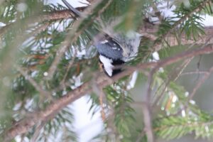 ヒガラ2025年2月24日