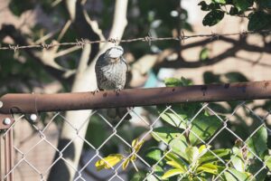 ヒヨドリ20250209上野不忍池