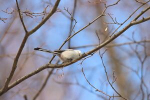 シマエナガ2025年2月2日