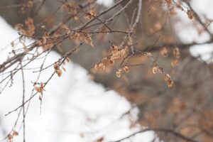 アキニレ20250209上野不忍池