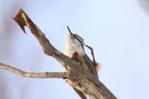 ゴジュウカラ2025年2月1日1足で頭を掻く