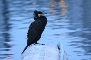カワウ2025年2月2日