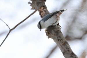ゴジュウカラ2025年2月9日