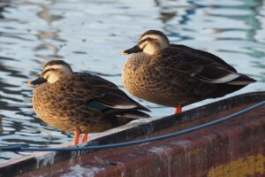 カルガモ2025年2月2日