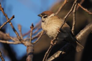 スズメ20250209上野不忍池