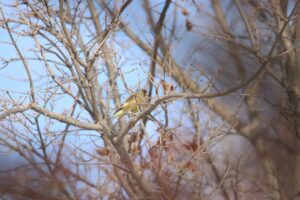 カワラヒワ2025年2月24日