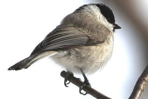 コガラ2025年2月16日2横