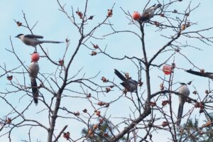 オナガ20250209上野不忍池2数羽カキ