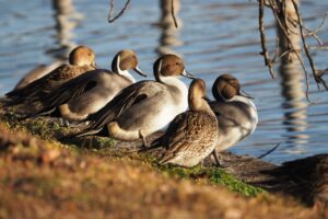 オナガガモ2025年2月2日上野不忍池