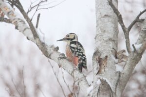 オオアカゲラ2025年2月24日