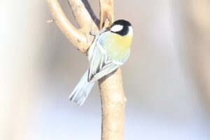 シジュウカラ2025年2月9日