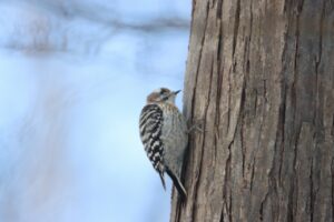 コゲラ2025年2月16日