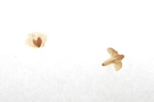 マヒワがシラカンバの種子を食べた食べかす2025年2月2日2鳥の形