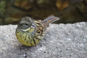 アオジ20250209上野恩賜公園