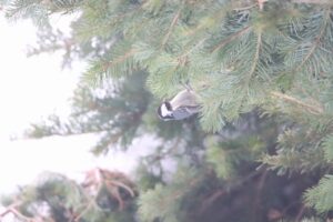 ヒガラ2025年2月9日