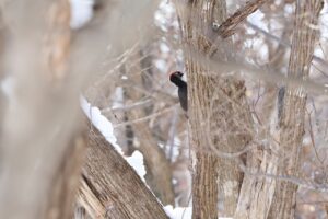 クマゲラ雄2025年2月9日