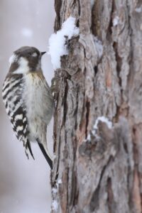コゲラ雄2025年2月2日