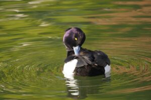 キンクロハジロ雄2025年2月2日